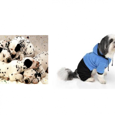 Os filhotes e animais de estimação idosos, precisa usar roupinha?