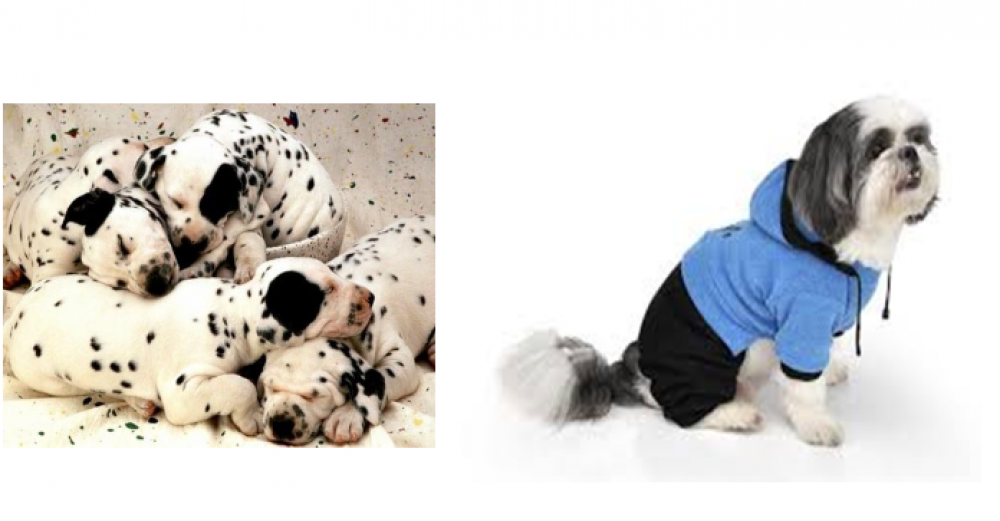 Os filhotes e animais de estimação idosos, precisa usar roupinha?