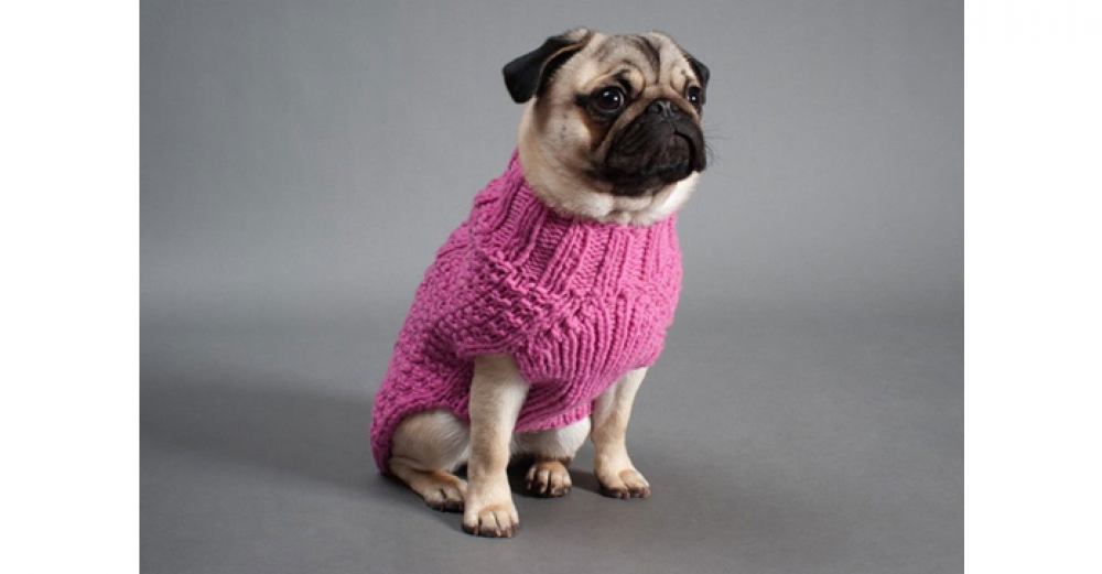 O frio está chegando, meu pet precisa usar roupinha?