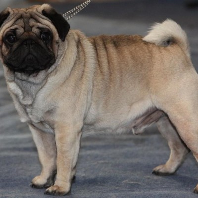 Você sabe quais são as 8 raças de cães que engordam rapidamente?