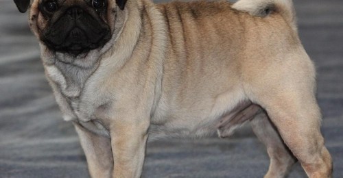 Você sabe quais são as 8 raças de cães que engordam rapidamente?